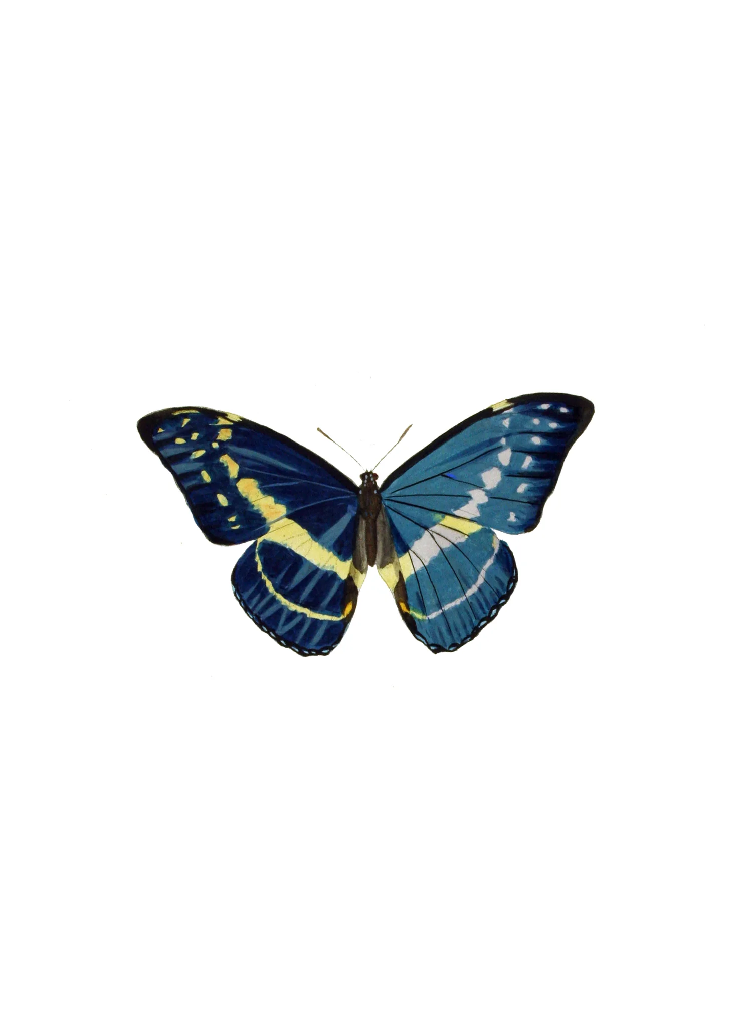 MORPHO モルフォ CYPRIS 神々しく キプリス AVION アヴィオン 札入れ