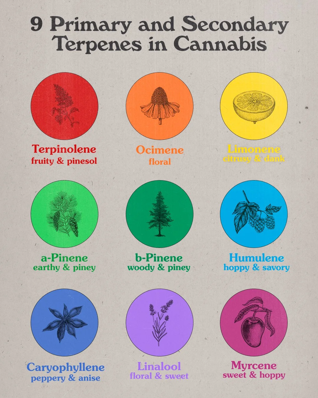 __ECA2022_Terpenes_Master_FINAL_dots.jpg