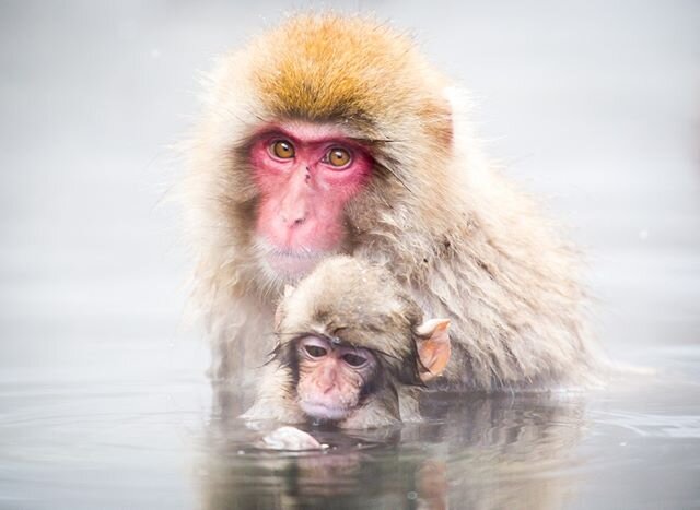 Feli&ccedil; dia de la mare!

Una mare i una cria de macaco japon&egrave;s gaudeixen del seu moment zen a un bany termal a Nagano, els Alps de Jap&oacute; (2015). Fotografiar els macacos japonesos, coneguts com a monos de la neu, &eacute;s una experi