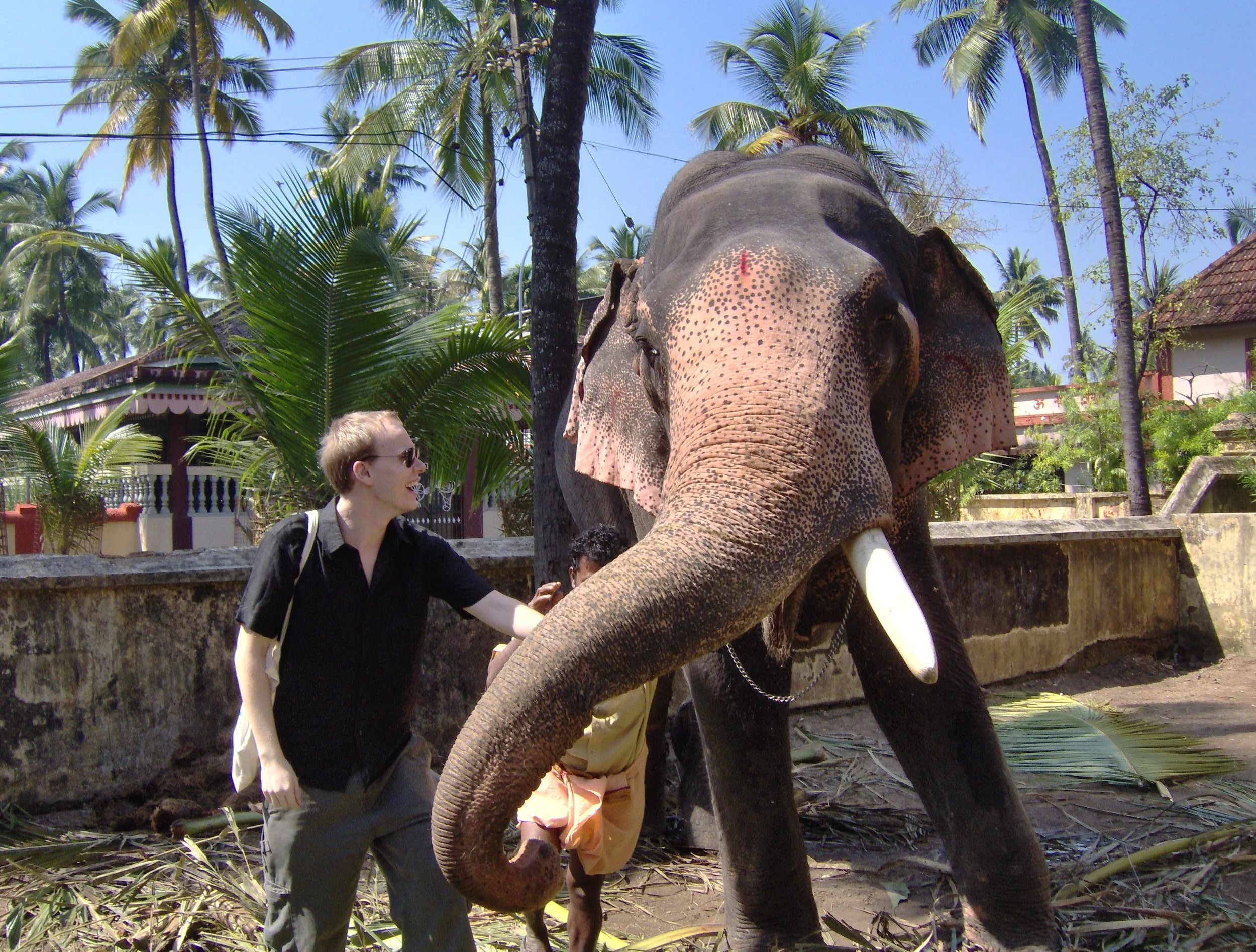 HPIM0803 elephant standing.JPG