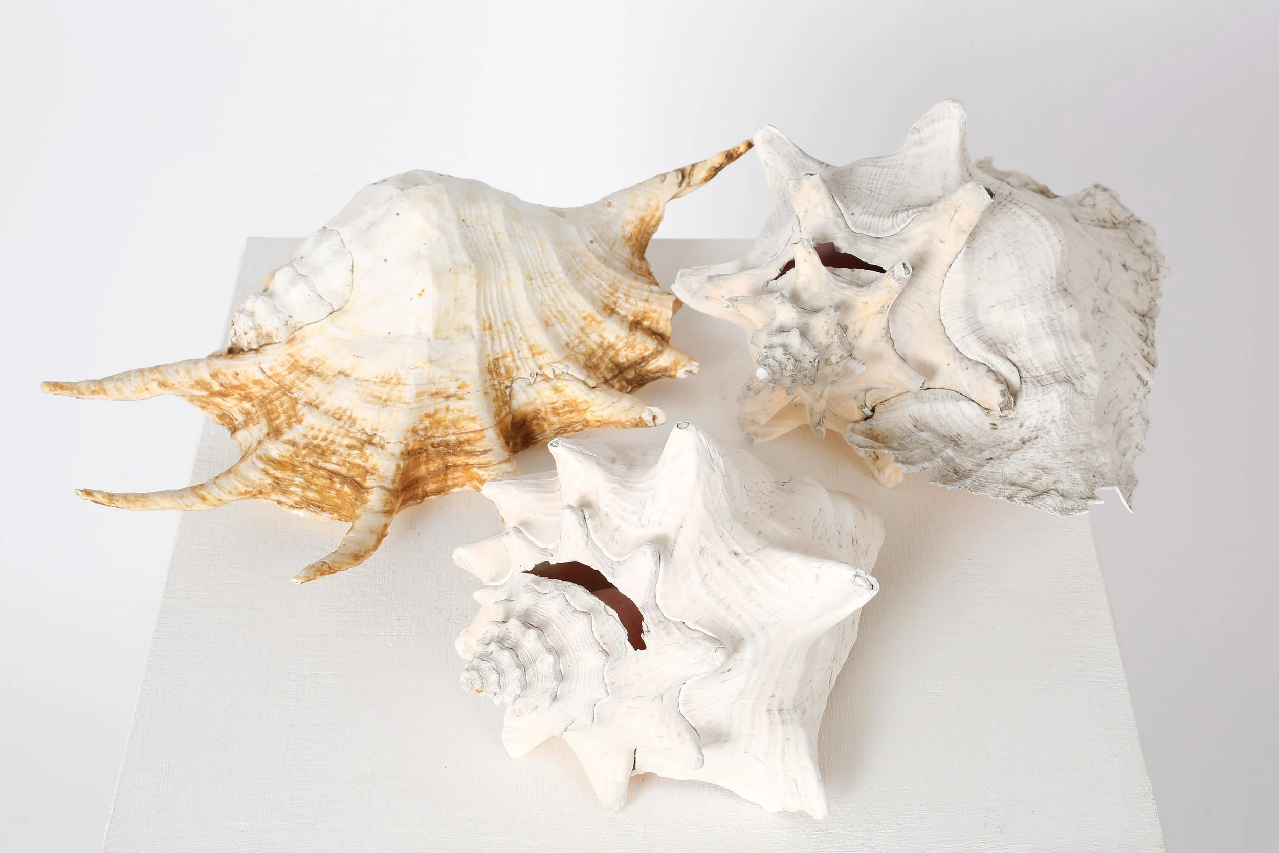Antique Tropical Shell Collection — Sauce