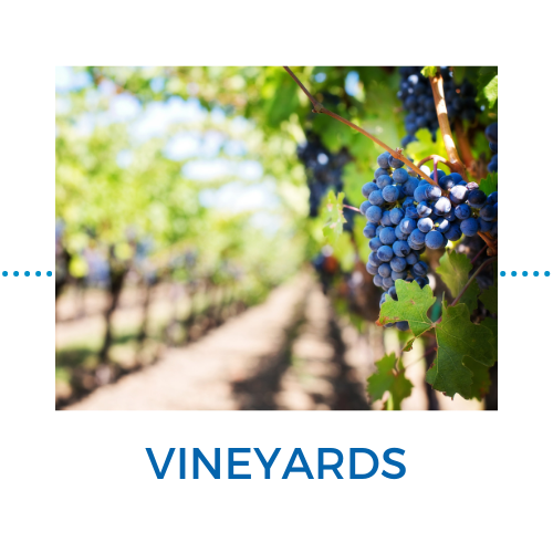 vineyards (1).png