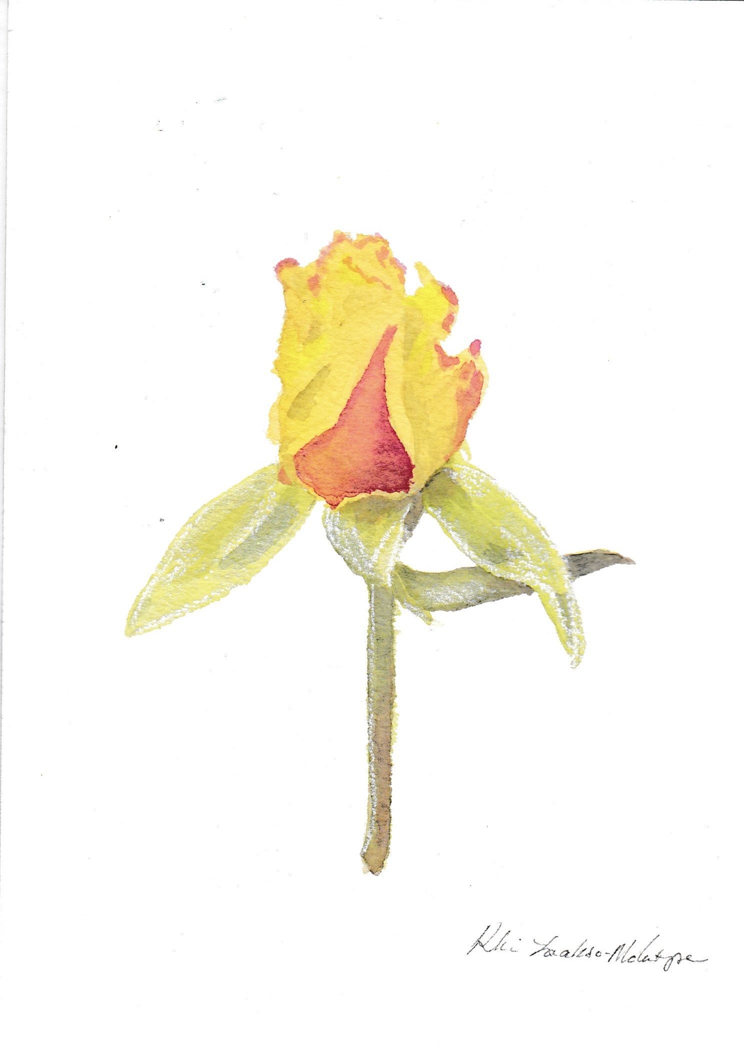 A Rose In Taos, 2023 ($45)