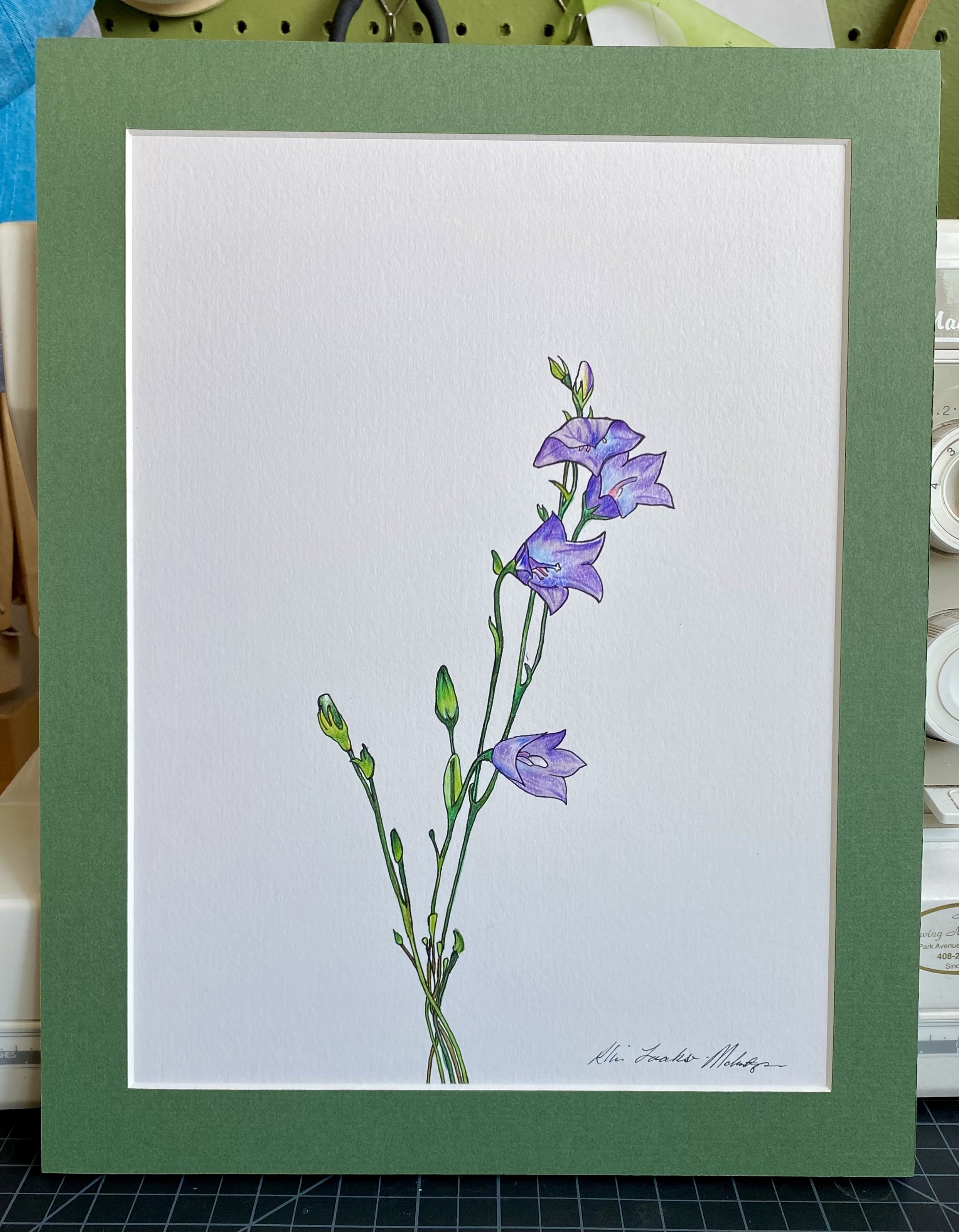 Campanula rotundifolia, 2023 (SOLD)