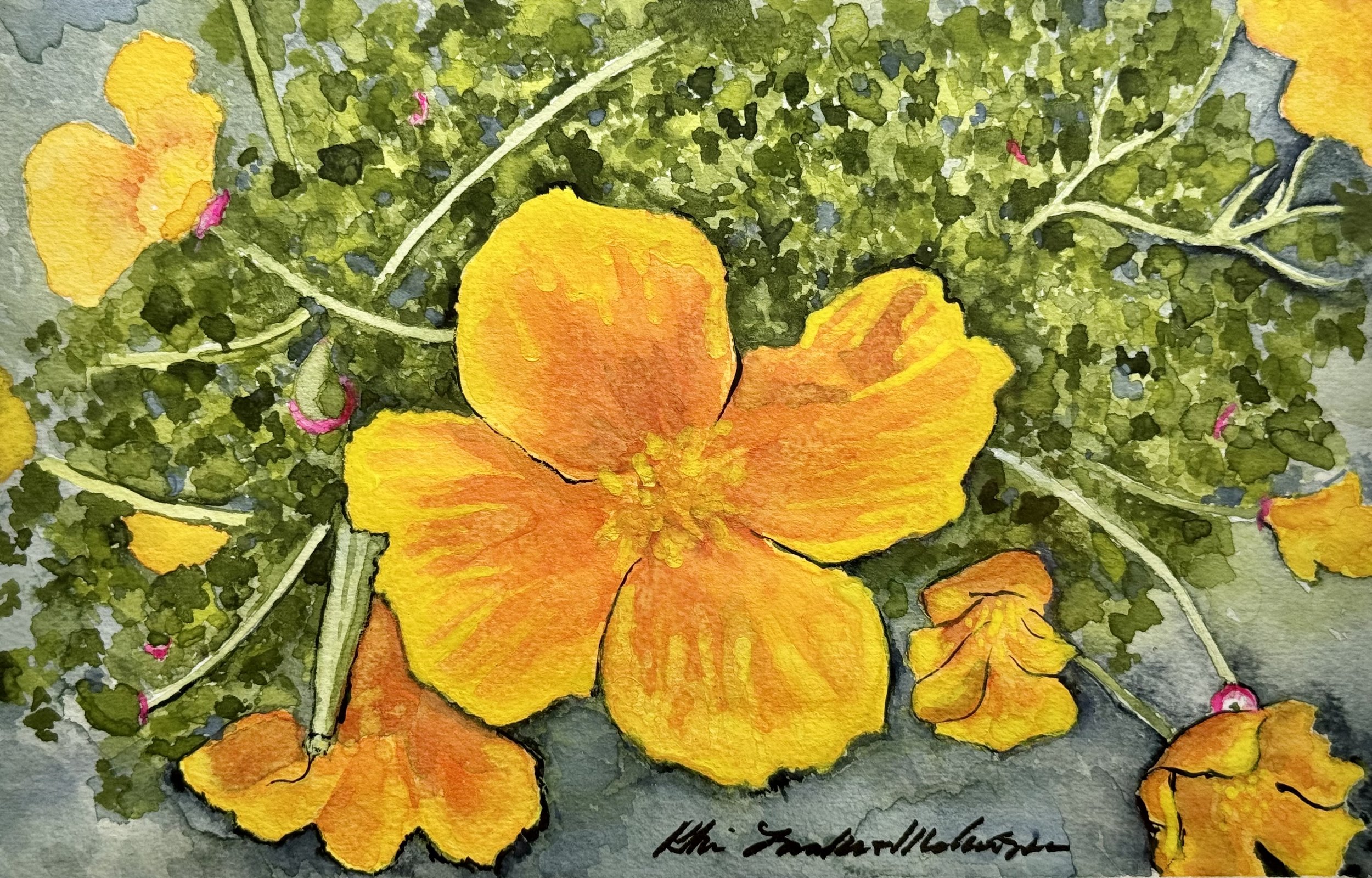 CA Poppies in NM, 2024 ($175)