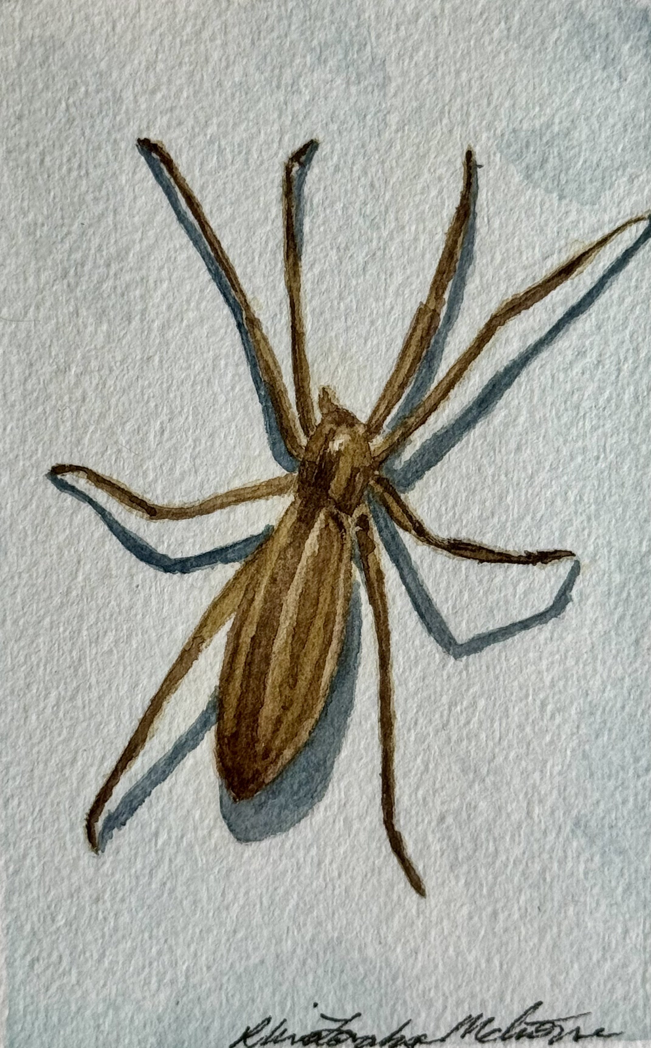 Oblong Running Spider, 2024 ($40)