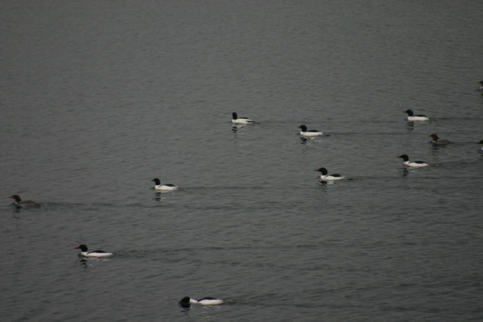 mergansers.jpg