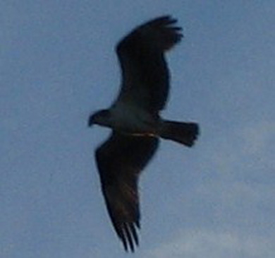osprey.jpg