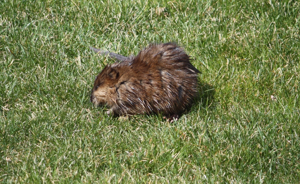 muskratgrass.jpg