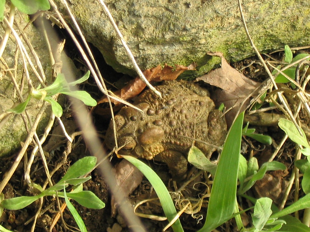 toad.JPG