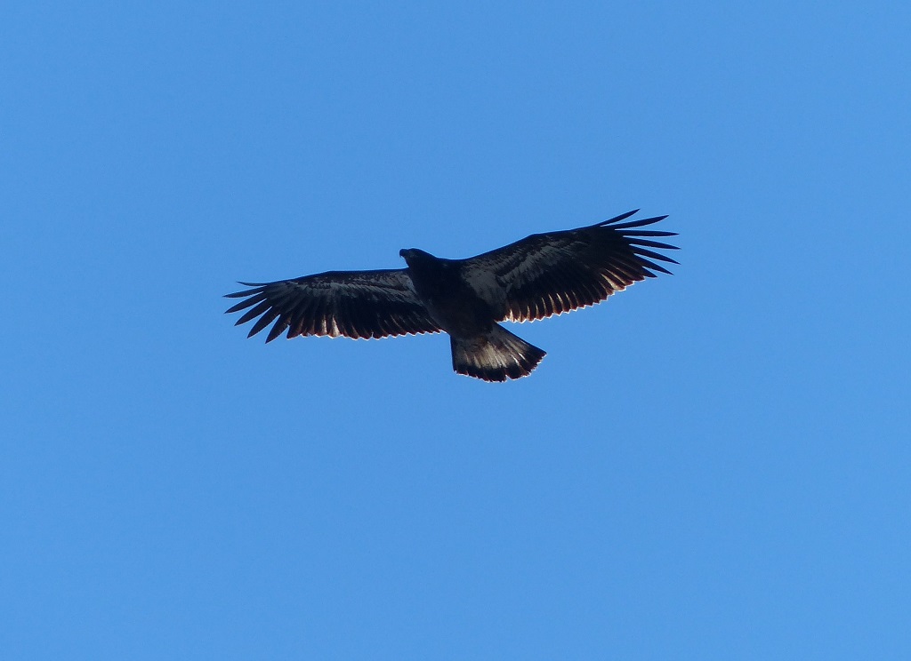FreedomSoars1.2013.10.13.OLD.jpg