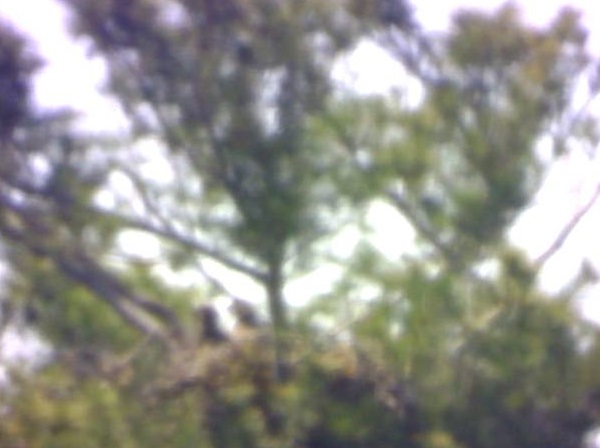 TwoChicks.2014.05.12.SS.jpg