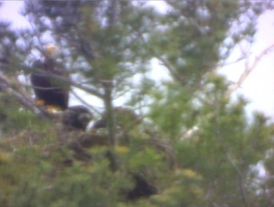 TwoChicksEating.2014.05.16.jpg