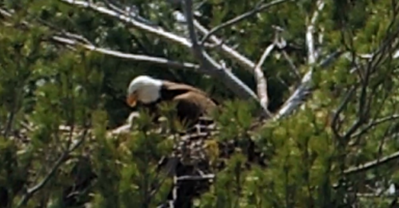 TwoEaglets.2014.04.25.GR.png