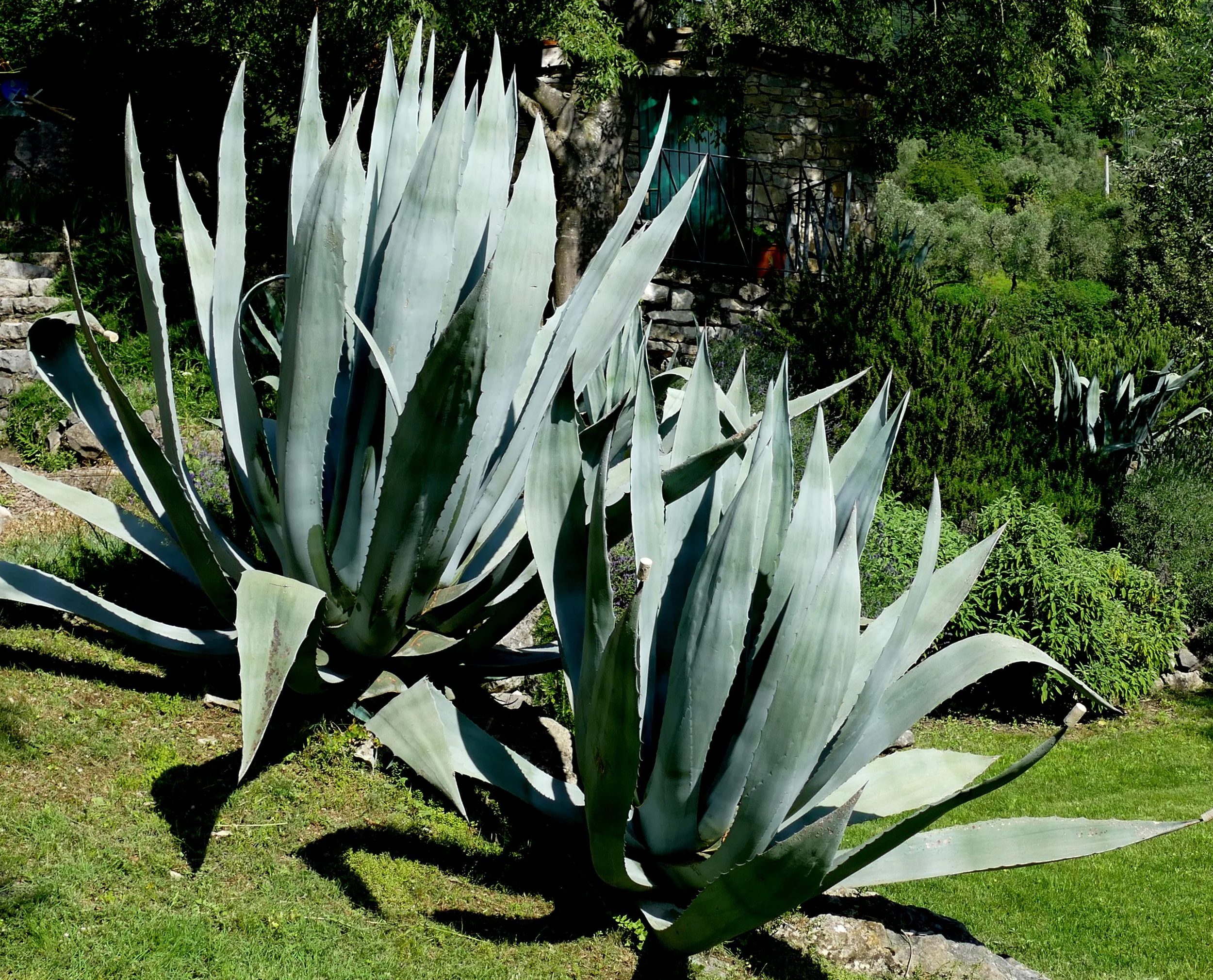 Gardasee 14.06.16 109.JPG