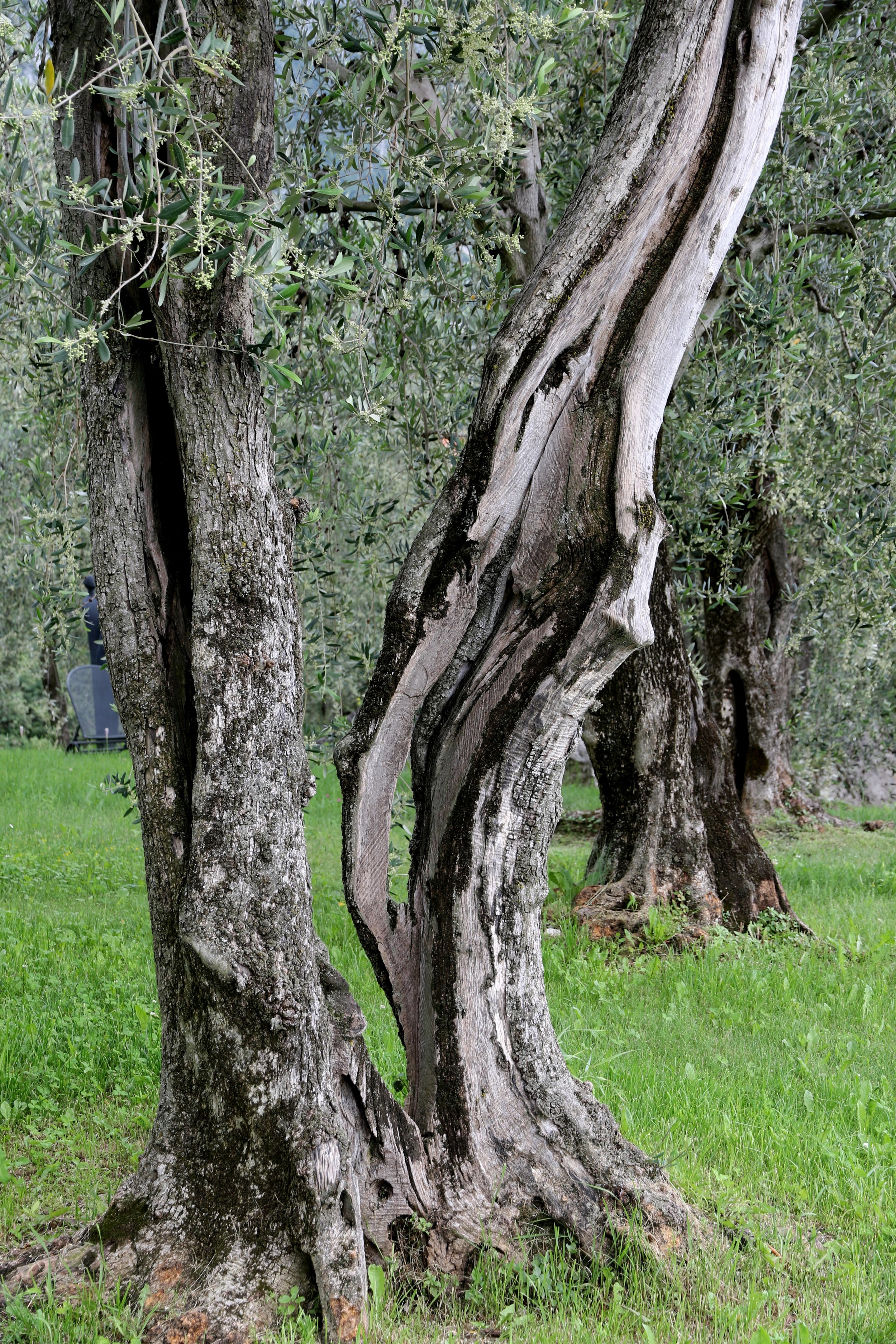 Gardasee 17.06.16 111.JPG