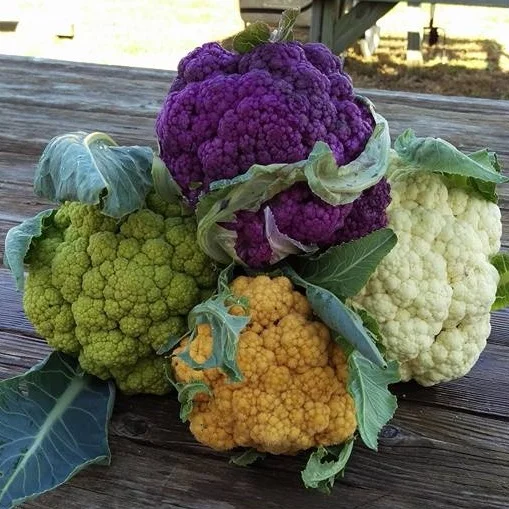 Cauliflower.jpg