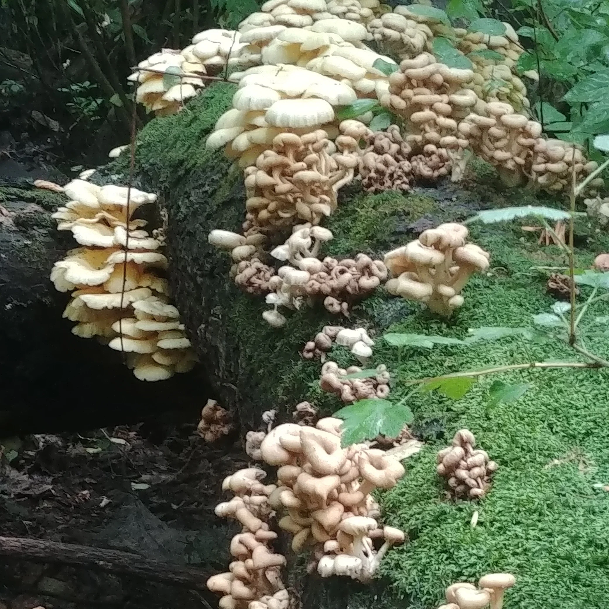 mushroom.jpg