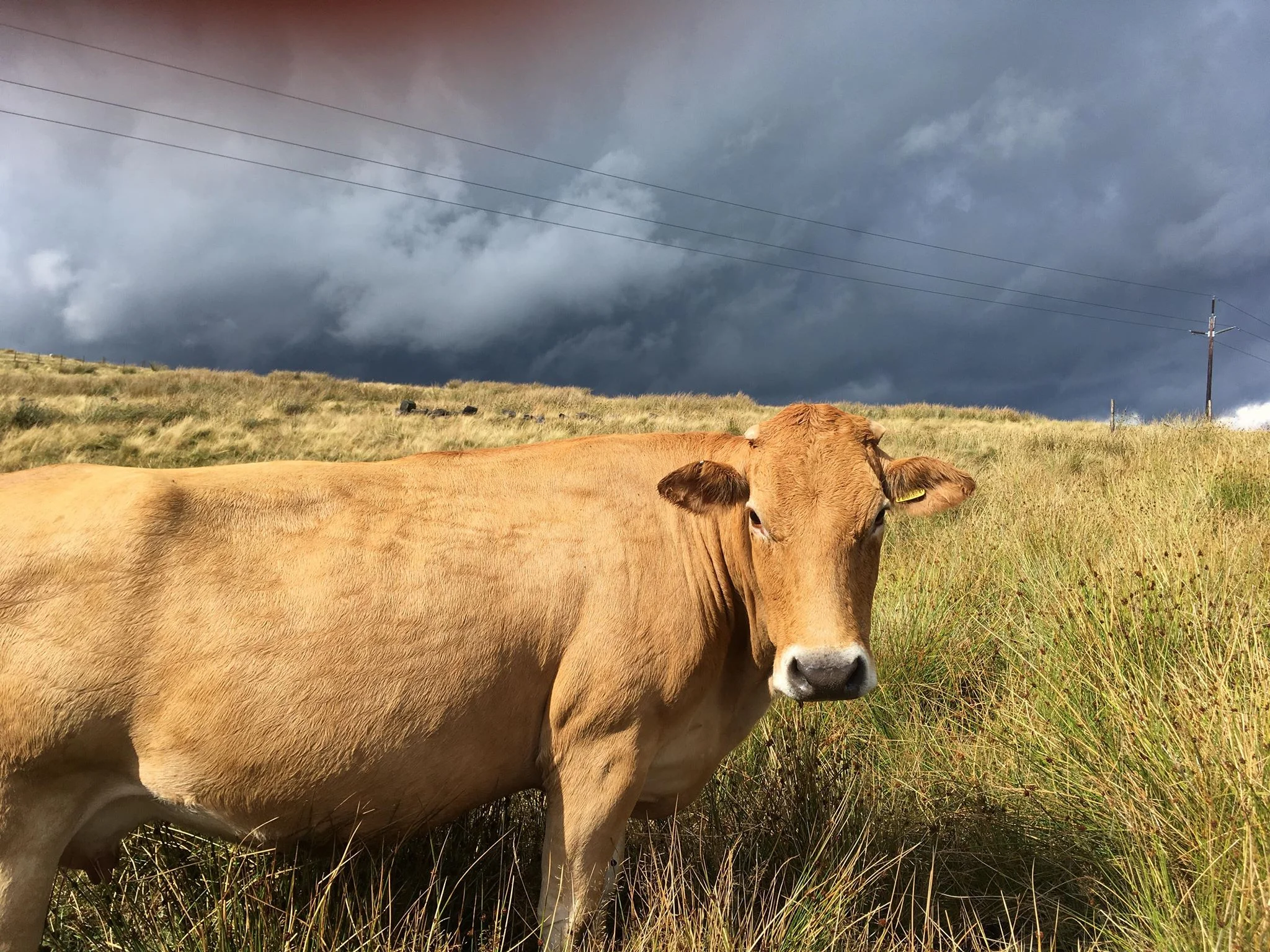 dominic jones yorkshire, england august 2018