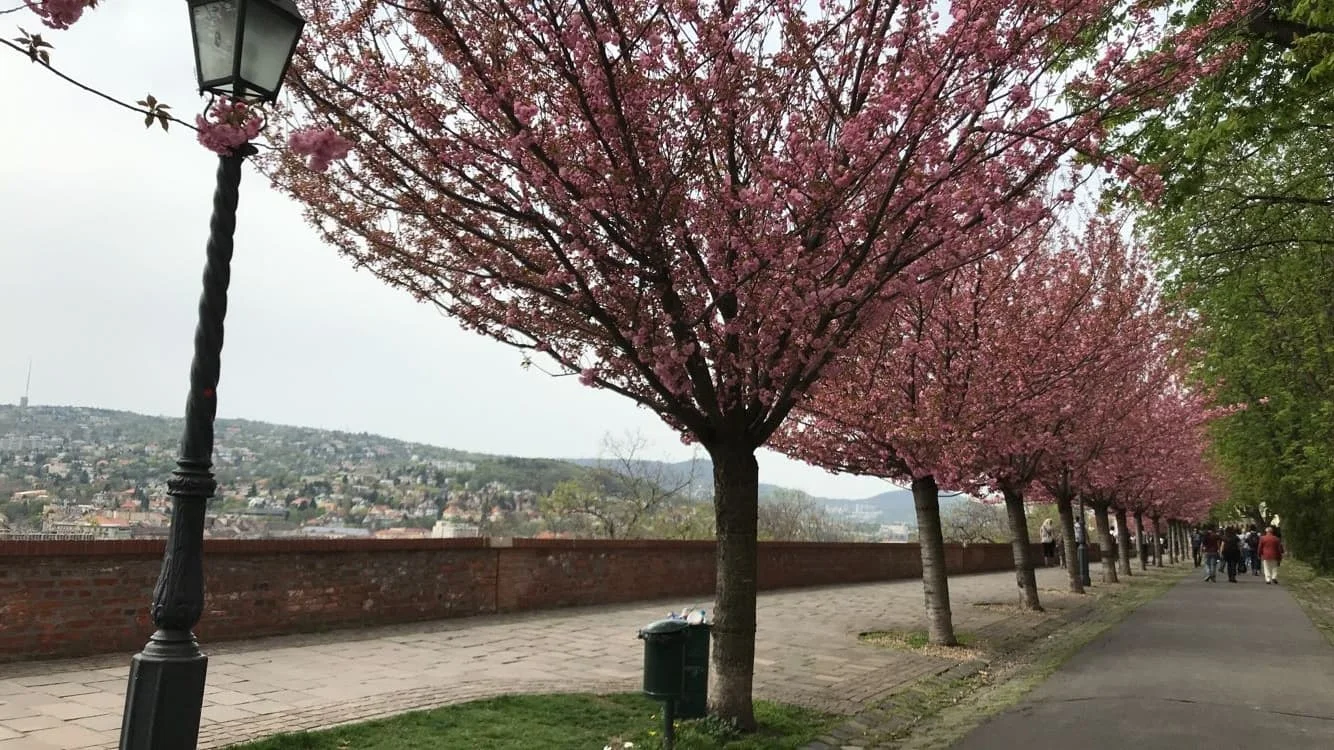 vaidehi dhavde budapest, hungary 2018