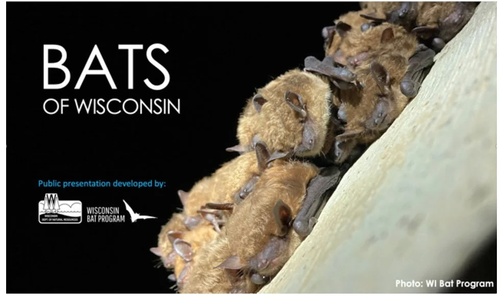 Jane Weber, Wisconsin DNR Bat Ambassador, will be at the Bayfield Library, Monday, October 20th, at 6:30 to educate us on the importance of our friends the Bats 🦇 of Wisconsin! All are invited to join us.
