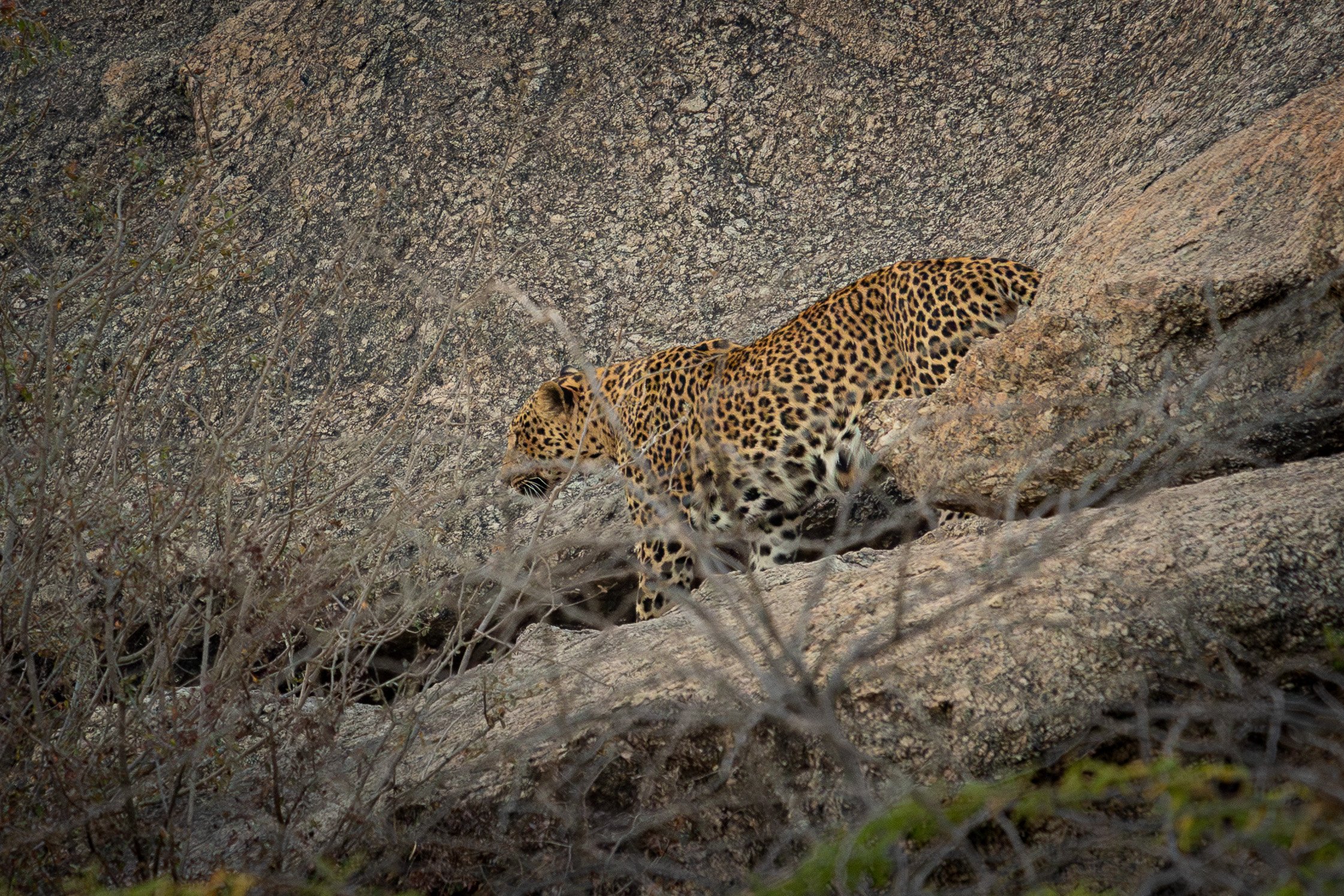 At a Distance: Leopards of Jawai