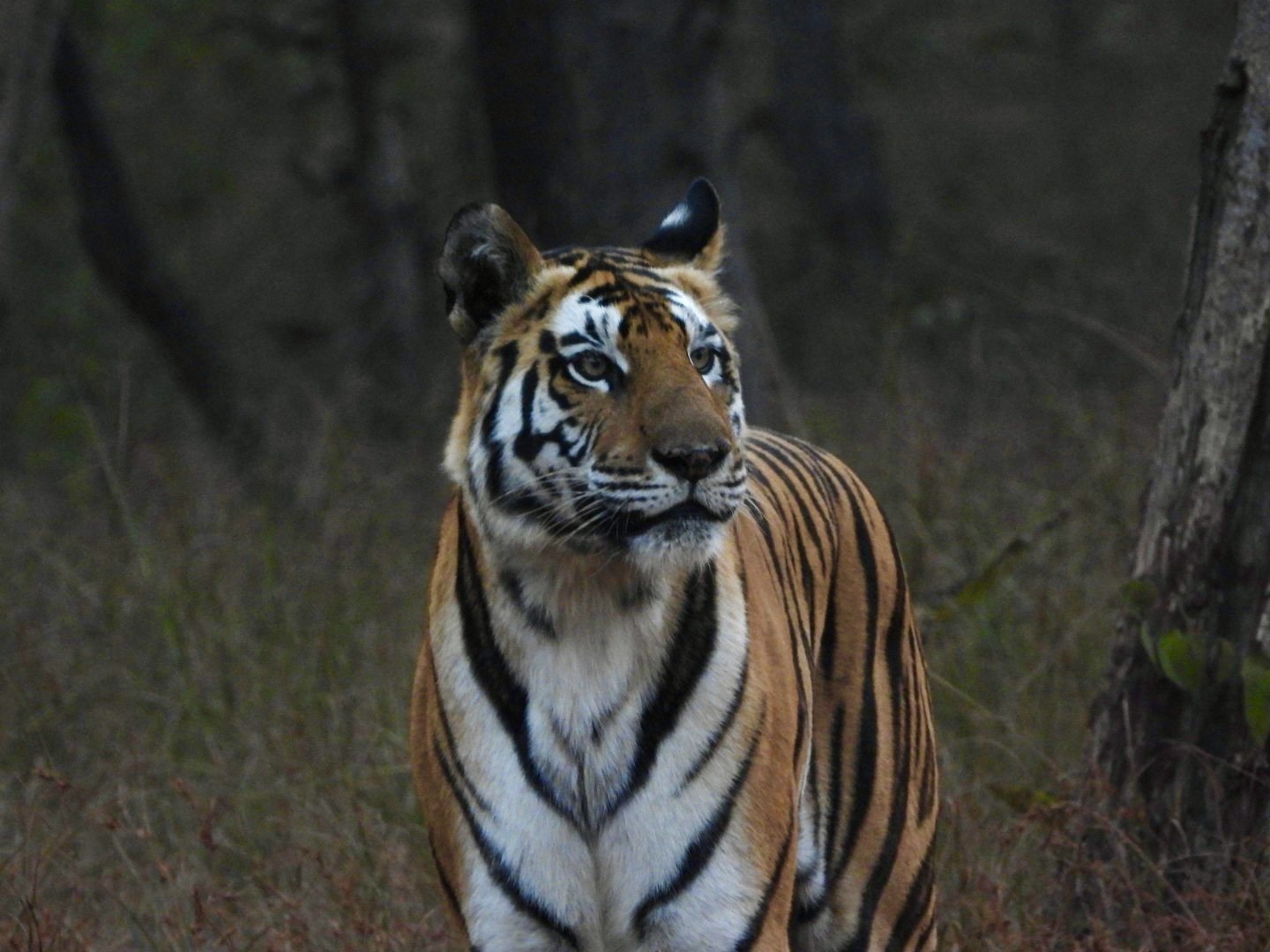 In Search of the Tiger