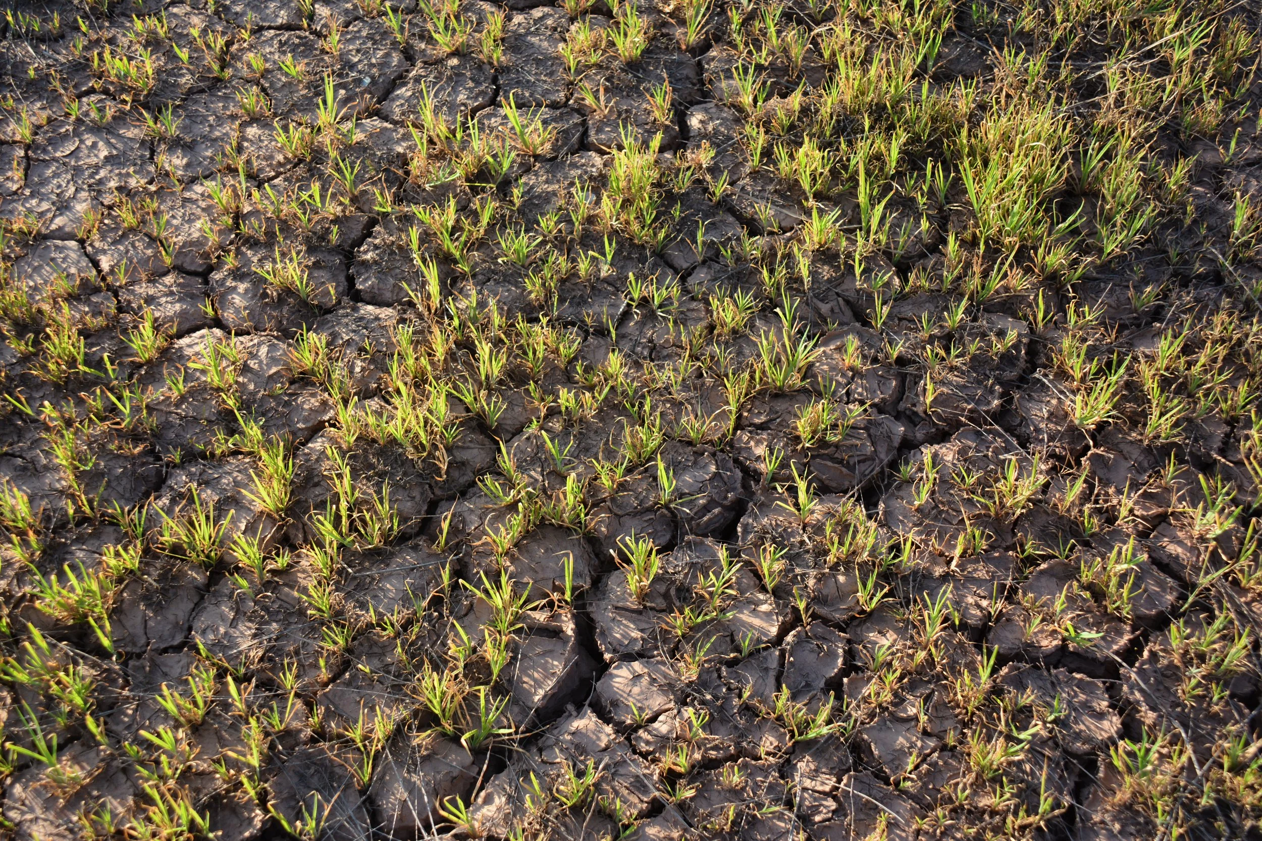 Documentation and Anthropology in the Anthropocene