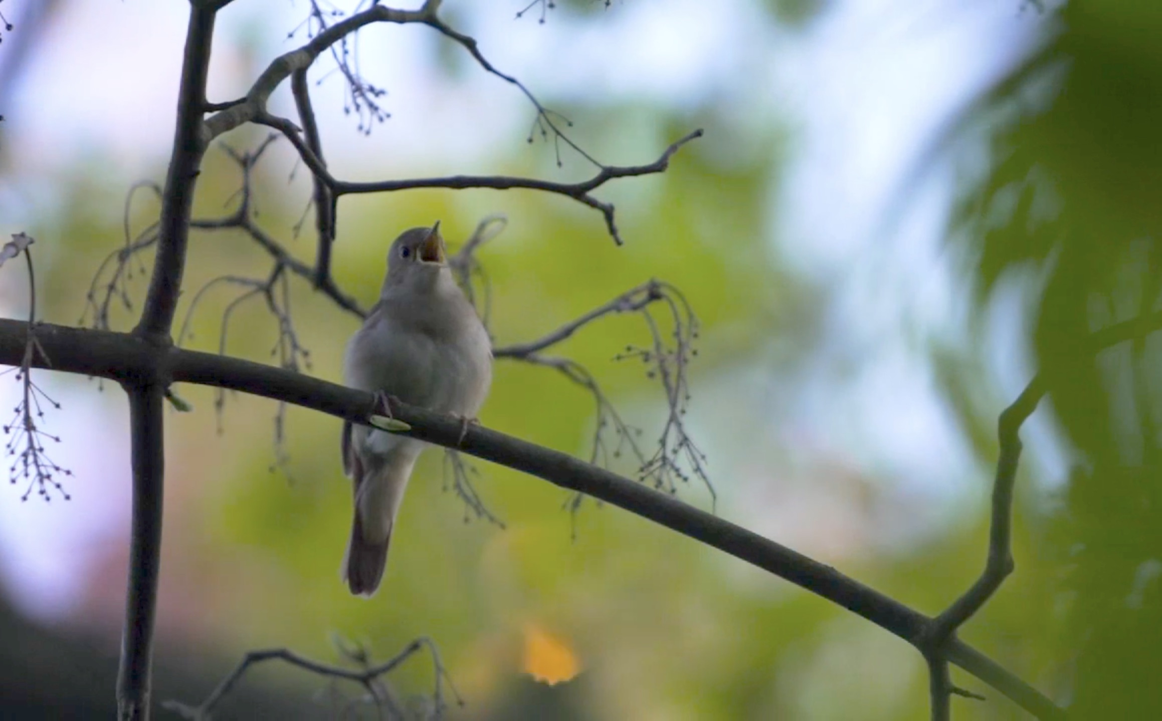 nightingale hasenheide beak open copy.jpg