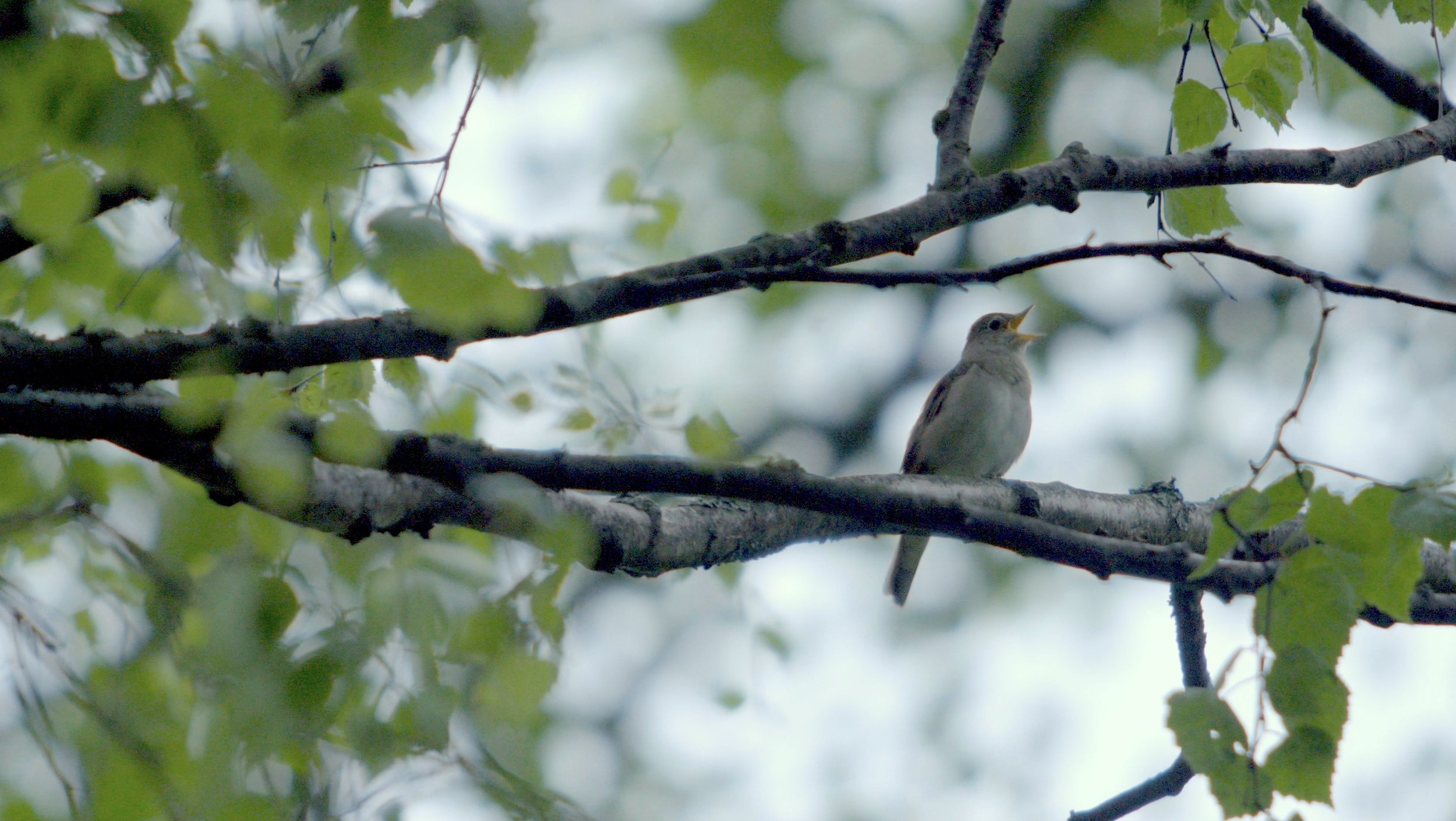 helsinki nightingale morning.jpg