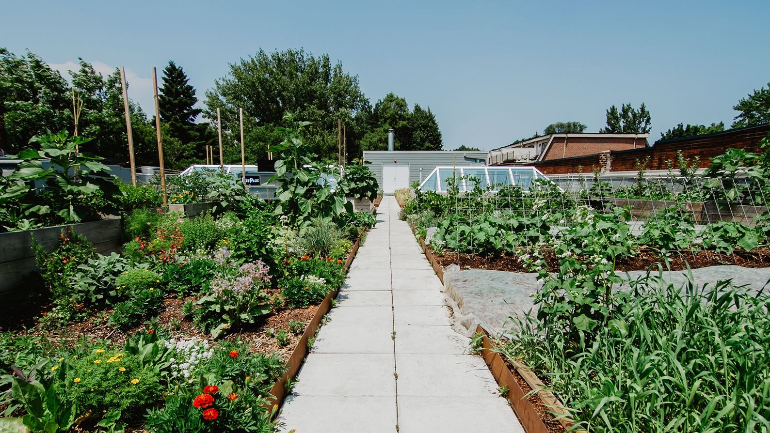 garden 1.jpeg