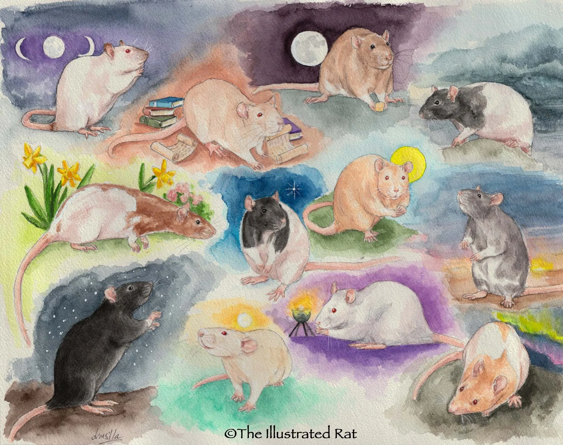 Sian's Rats.jpg
