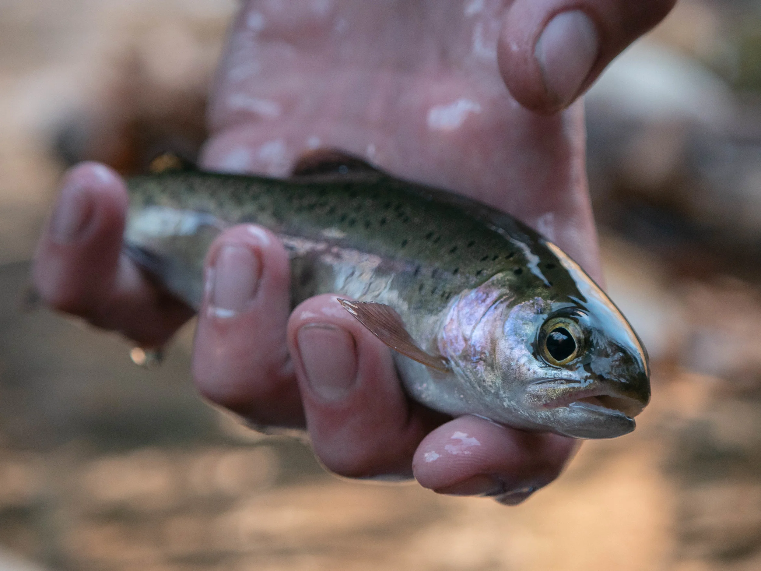 Tallulah River Georgia Trout-19.jpg