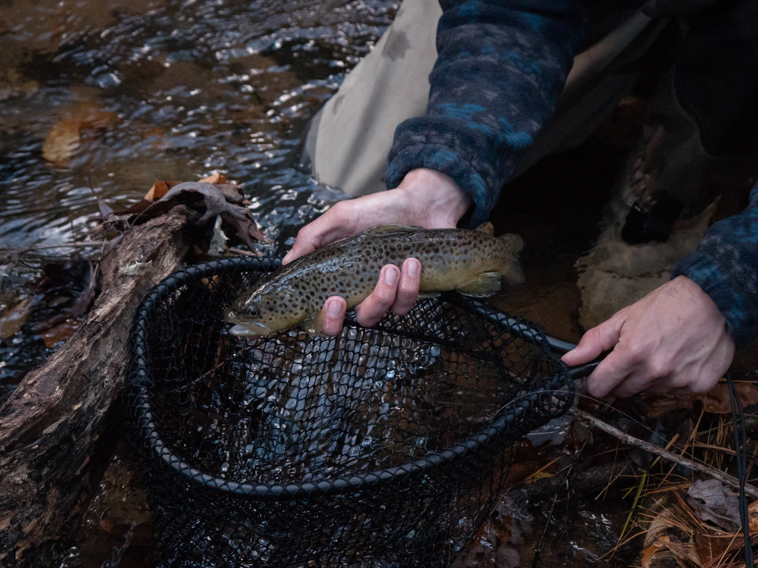 Dicks Creek Brown Trout Fishing-5.jpg