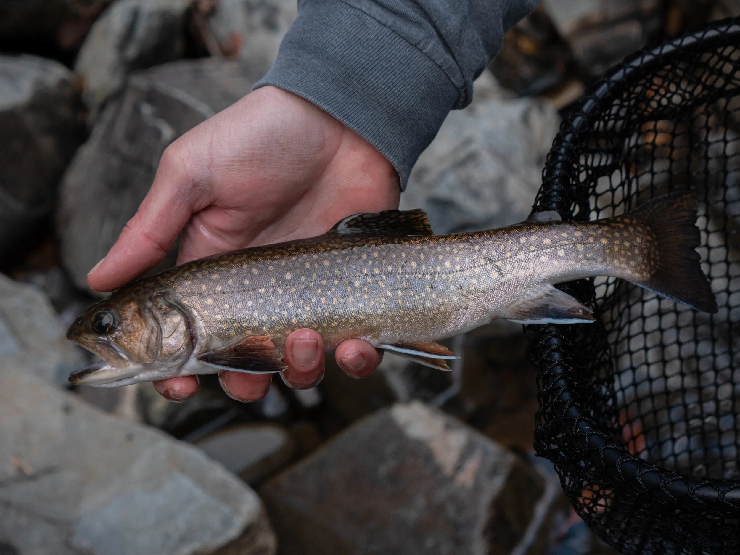 Nantahala River Delayed Harvest-42.jpg