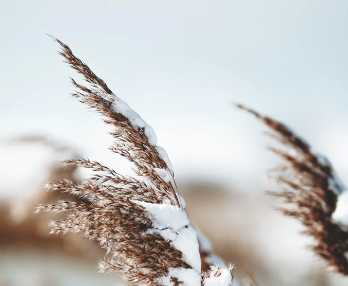 Estrie: Bleu Lavande au rythme des saisons