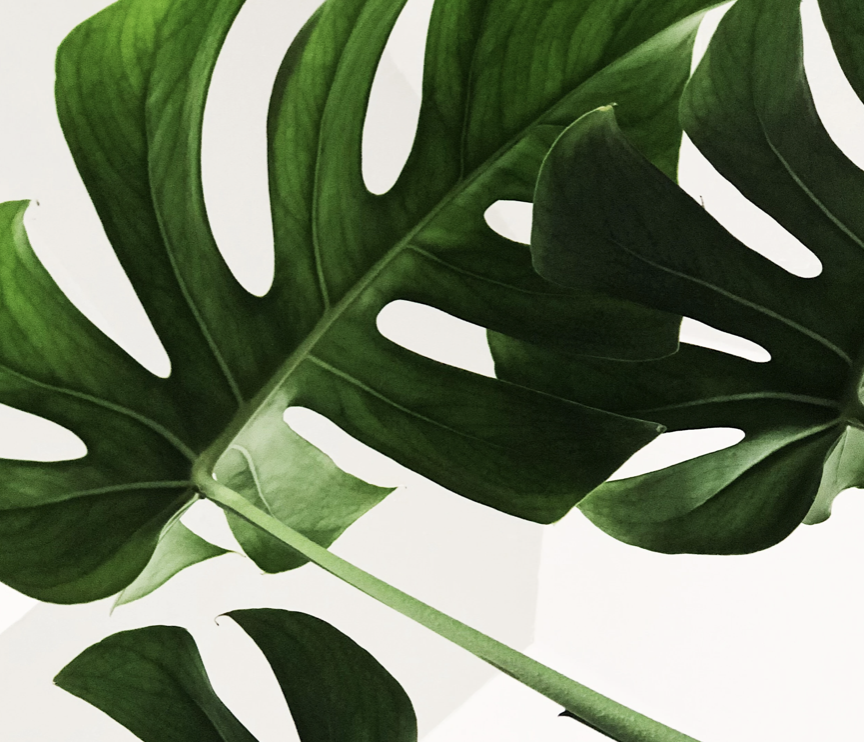 Villes vertes: l'espace urbain se transforme