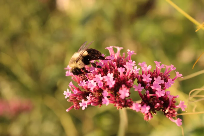 bee.jpg