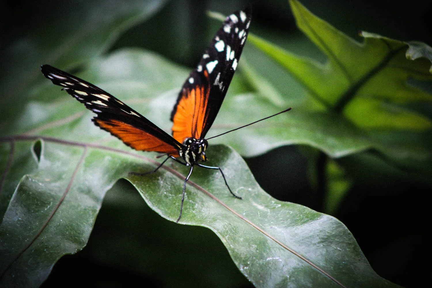 butterfly.jpg