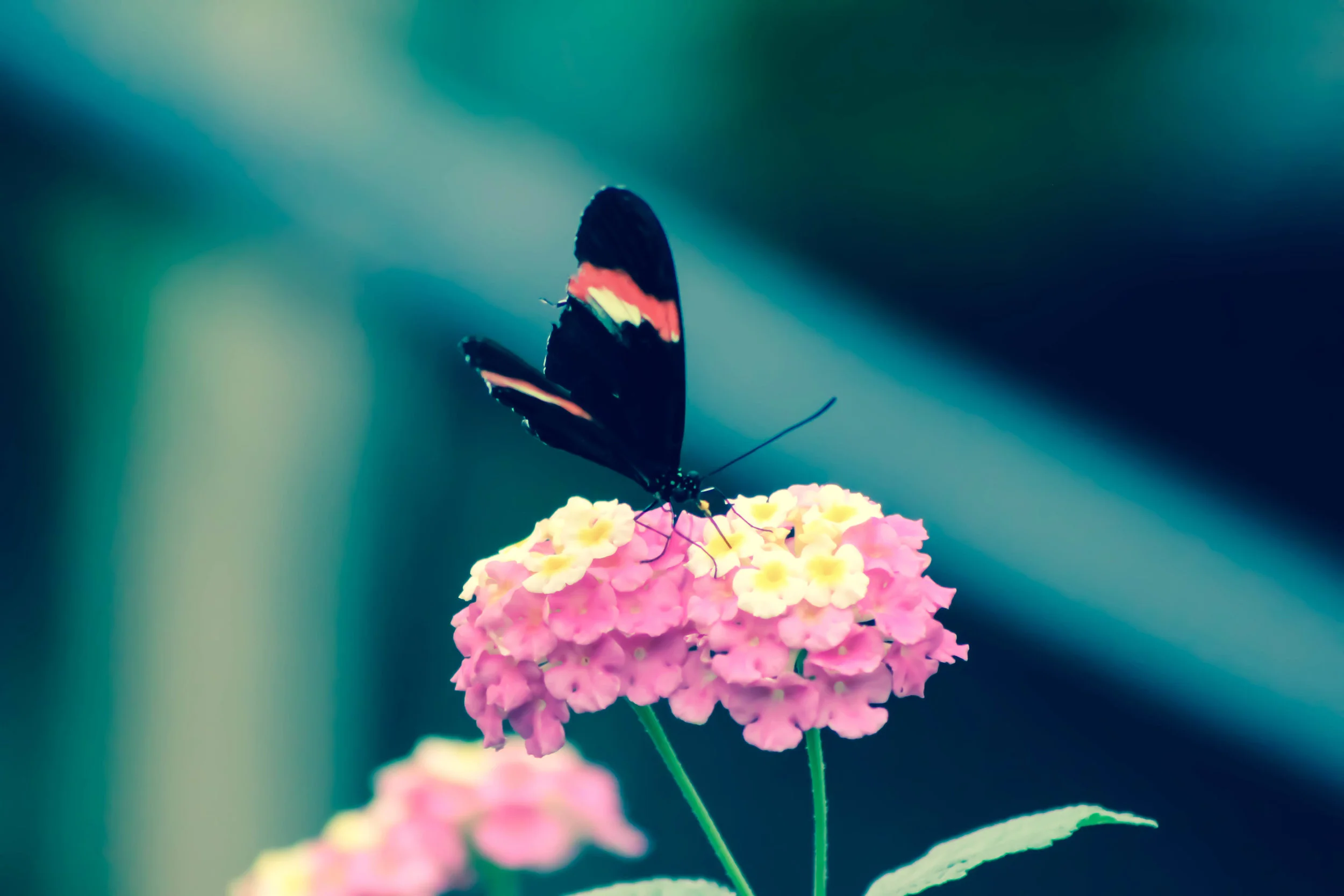 butterfly2.jpg