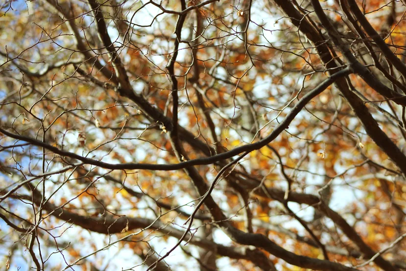 tree.jpg