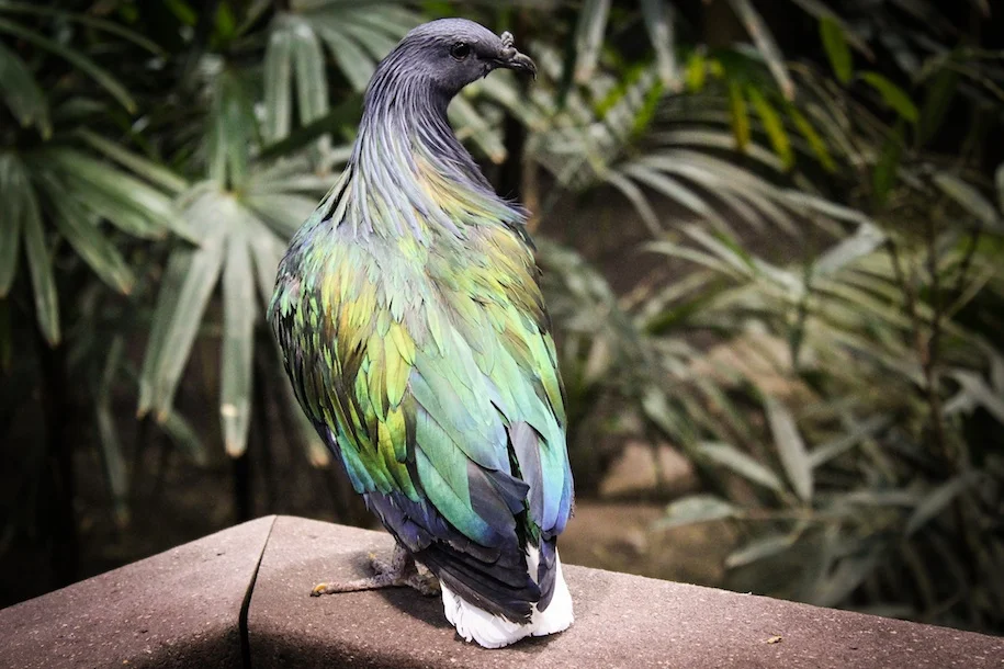 pigeon.jpg