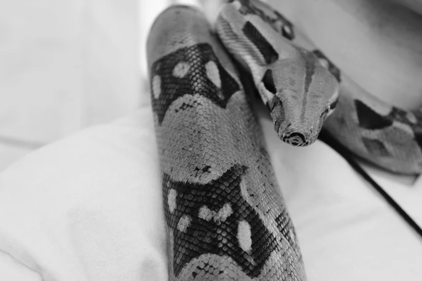 snake.jpg