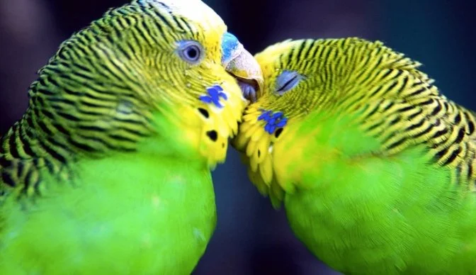 Pic+-+Budgies.jpg