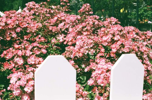 Point Defiance Rose Garden Laraye Rushing