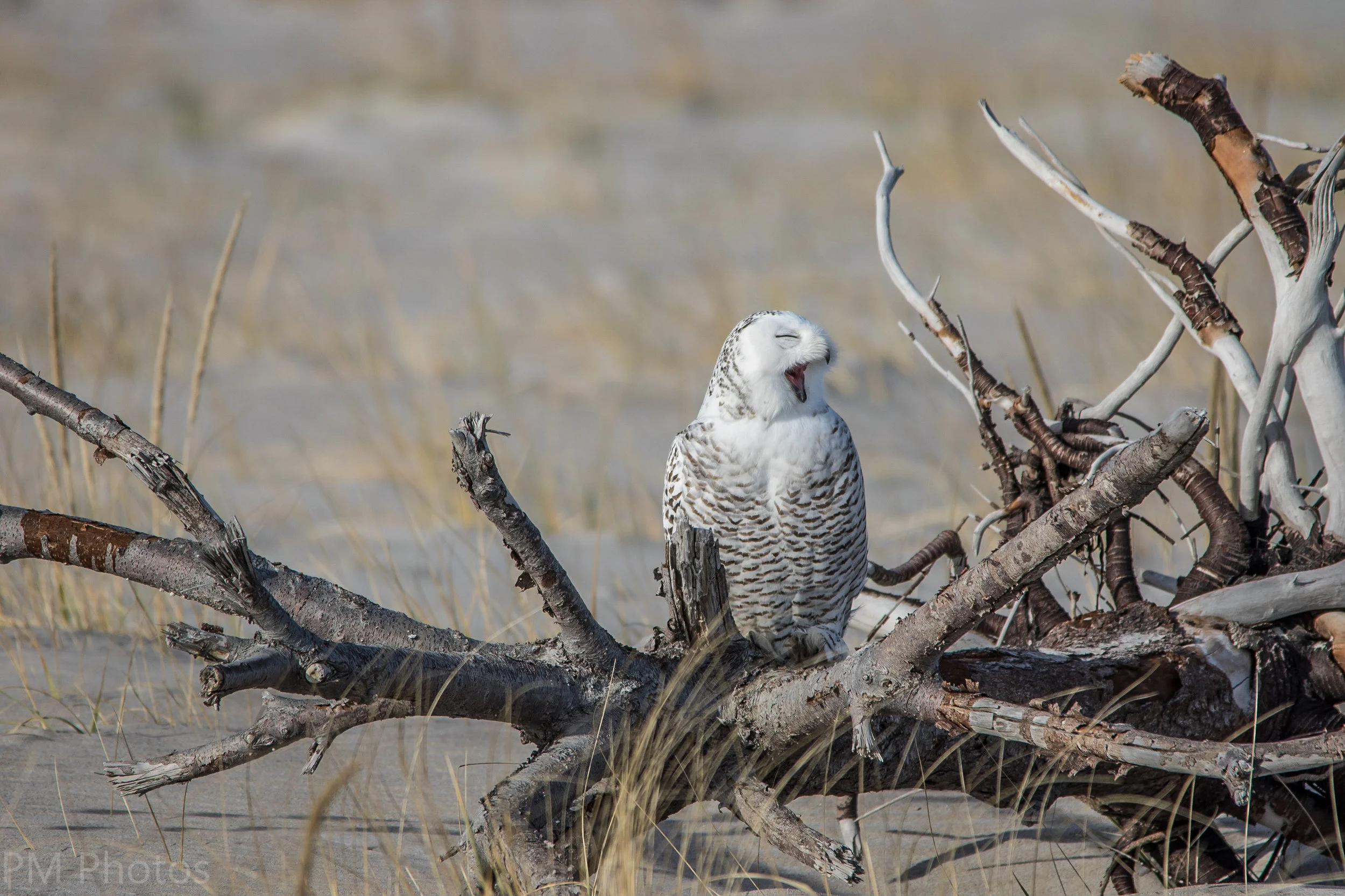 snowy owl