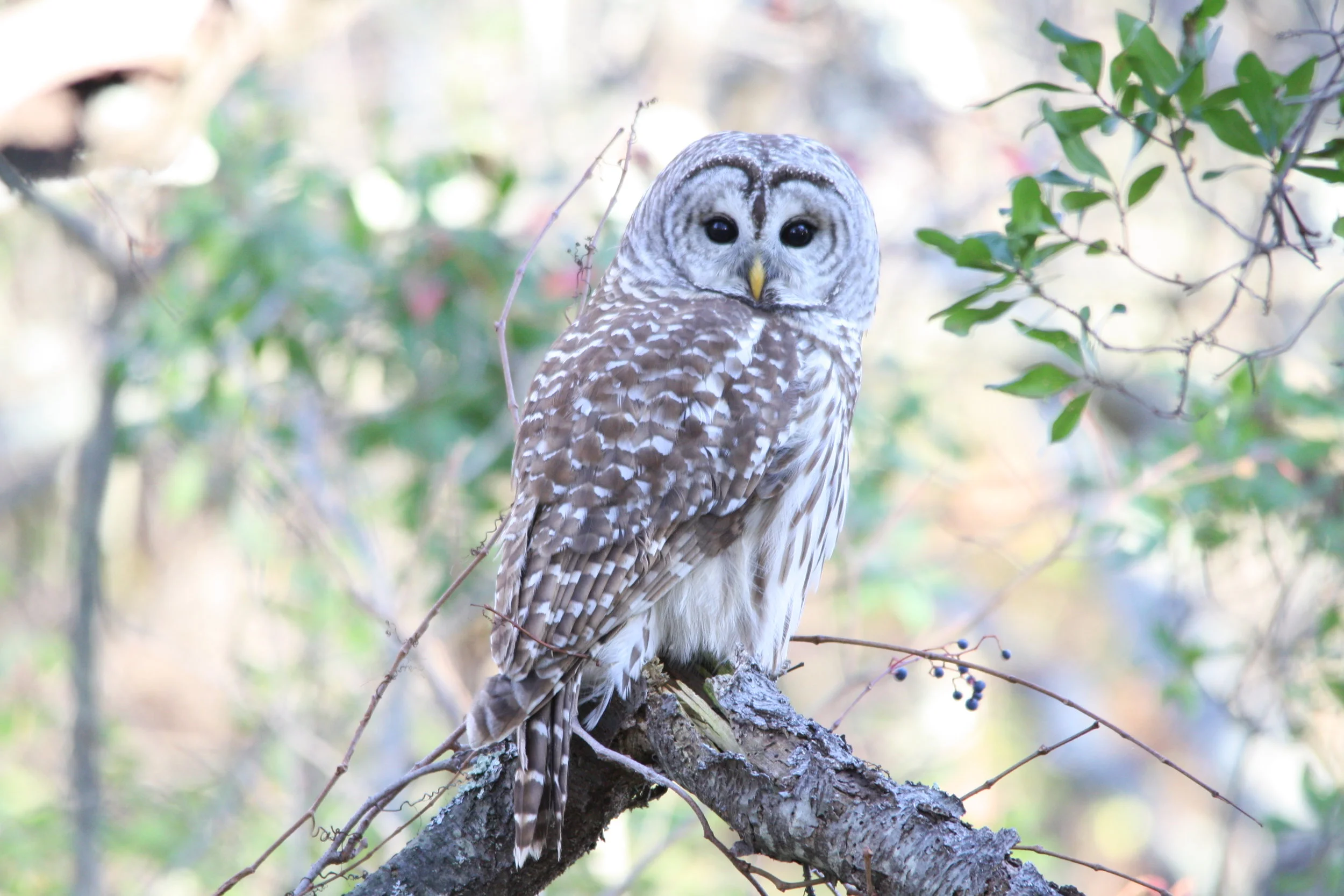   barred owl  