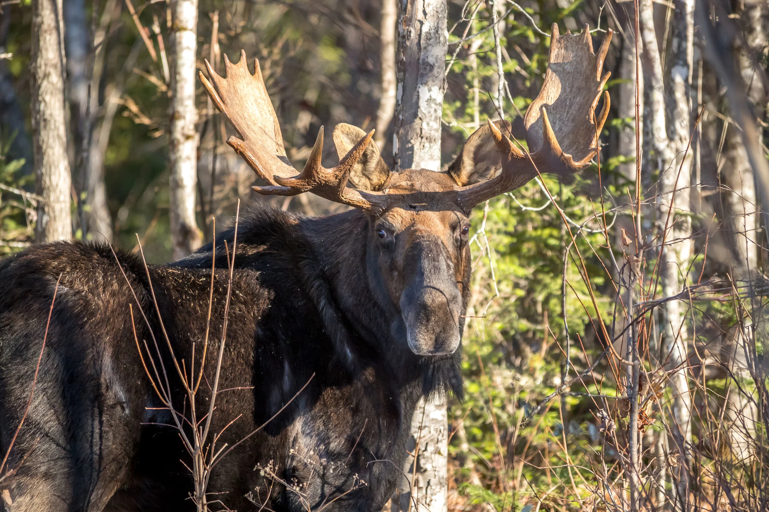 Moose