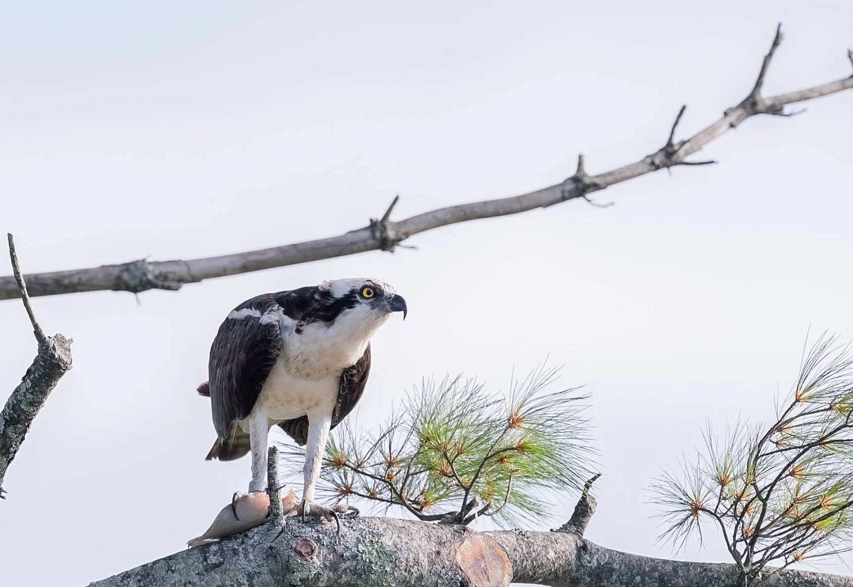   osprey    