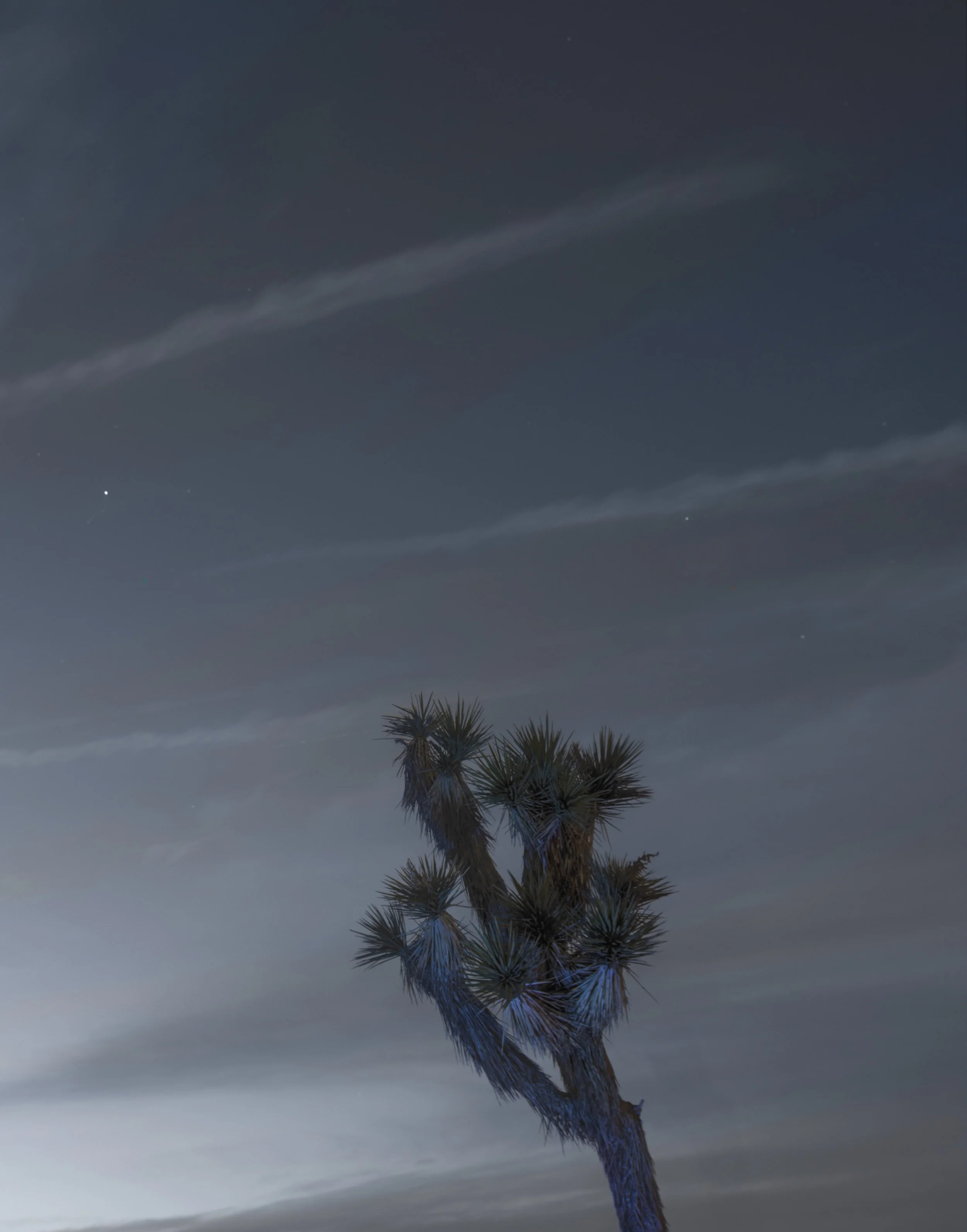 J Tree Dusk.jpg
